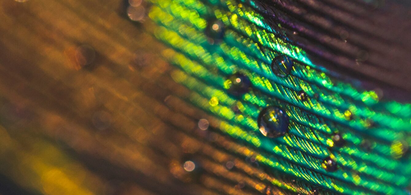 macro-image-peacock-feather-with-water-drops 1-min macro-image-peacock-feather-with-water-drops 1-min